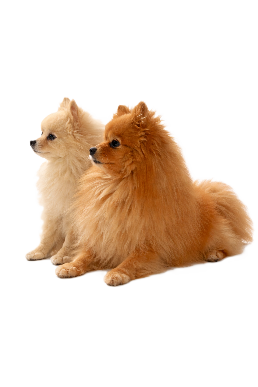 ZENTRA Pet Wellness products